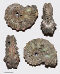 Euhoplites nitidus
