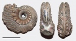 Euhoplites sp.