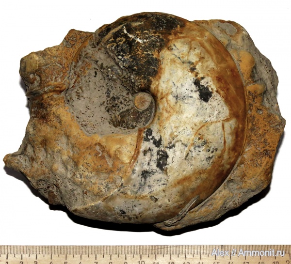 Funiferites, серпулы, Serpulidae, Funiferites funiferus, Platychamoussetia, Platychamoussetia funifera