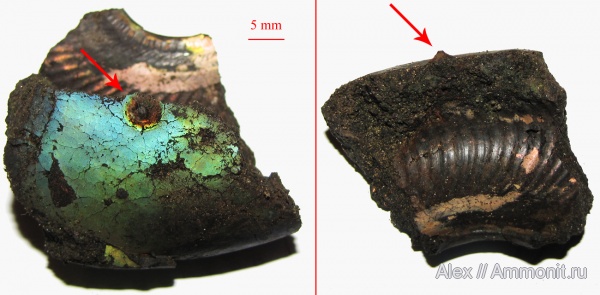 Craspedites, Probalanus, conellae