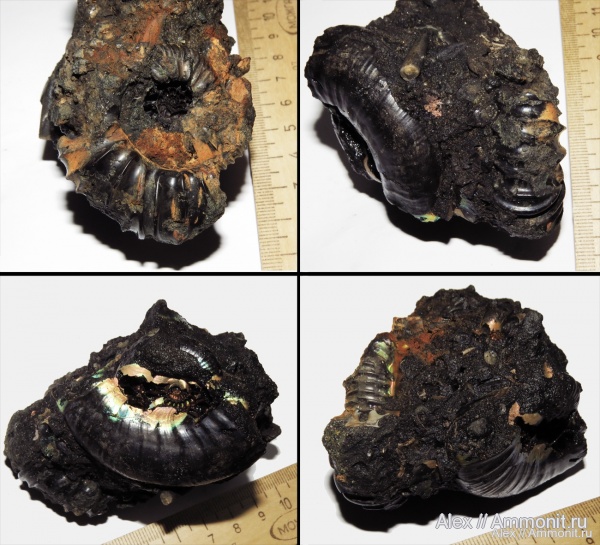 Virgatites, Kachpurites, волжский ярус, Virgatites pallasianus, р. Черемуха, Volgian
