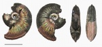 Маленький Amoeboceras alternoides
