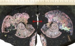 Вентральный укус на Amoeboceras serratum