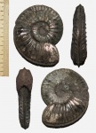 Большой микроконх Amoeboceras serratum