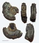 Amoeboceras regulare