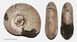 Craspedites fragilis