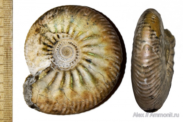 ПИН, Craspedites, прижизненные повреждения, Craspedites subditus, ammonoid sublethal injuries