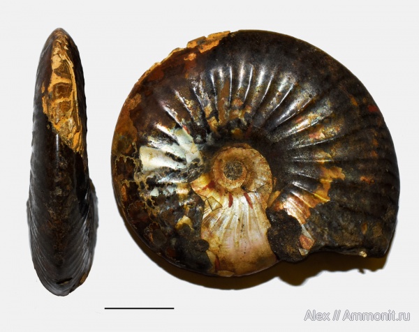 ПИН, Craspeditidae, Shulginites, Shulginites tolijense