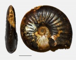 Shulginites tolijense из коллекции Герасимова