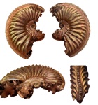 Amoeboceras alternoides