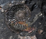 Amoeboceras ilovaiskii