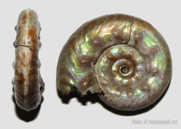 аммониты, юра, Brightia, келловей, Hecticoceratinae, Brightia davitaschvilii, Ammonites, Callovian, Jurassic, Middle Jurassic