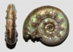 Brightia davitaschvilii