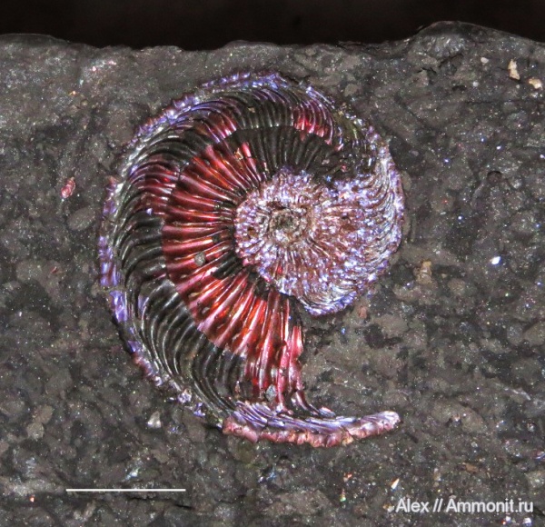 Amoeboceras, Amoeboceras ilovaiskii, устье, вентральный ростр