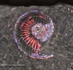 Небольшой Amoeboceras ilovaiskii