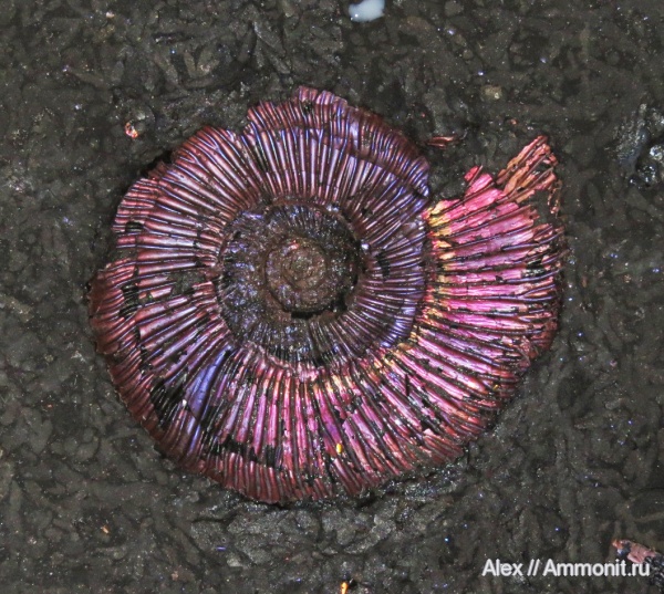 Perisphinctes
