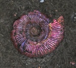 Perisphinctes sp.