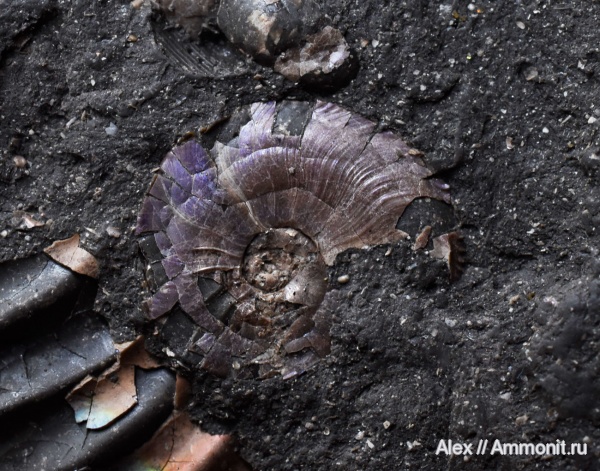 Amoeboceras, Amoeboceras alternoides