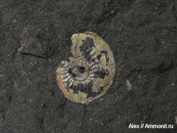 Amoeboceras, Cardioceratidae, Amoeboceras zieteni, Plasmatites, Plasmatites zieteni