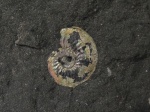 Amoeboceras (Plasmatites) zieteni