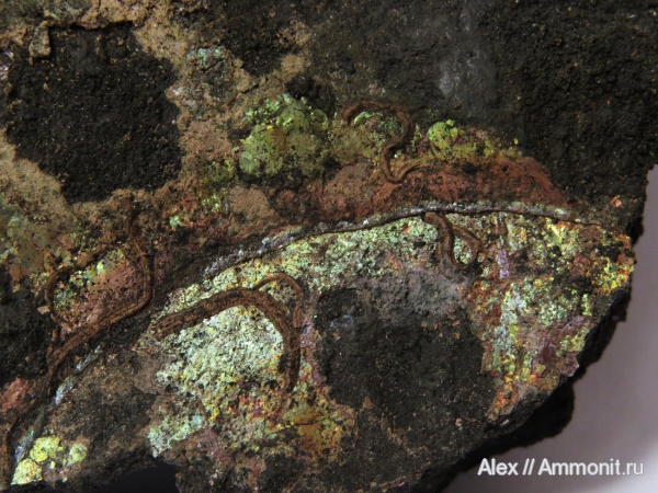 серпулы, Serpulidae, Metavermilia, Metavermilia striatissima