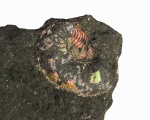 Один из последних Amoeboceras zieteni