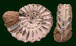 Баварский Pleuroceras spinatum