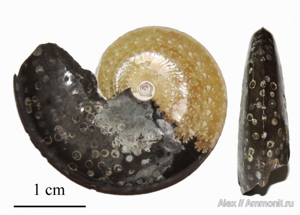 Aconeceras, Sinzovia, яйцевые капсулы, egg capsules