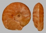 Owenites simplex