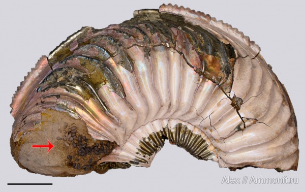 Amoeboceras, копролиты, Amoeboceras alternoides, Фекальные пеллеты