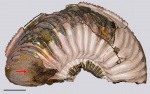 Копролиты в жилой камере Amoeboceras alternoides