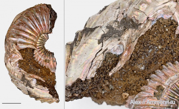 Amoeboceras, копролиты, Amoeboceras alternoides, ammonoid sublethal injuries, forma chaotica, Фекальные пеллеты
