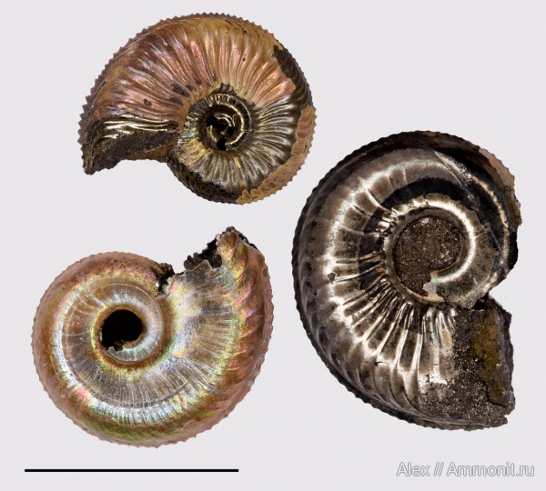 Amoeboceras, Amoeboceras alternoides