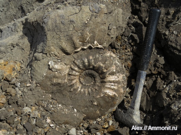 макроконхи, Erymnoceras, Erymnoceras coronatum