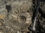 Макроконх Erymnoceras coronatum