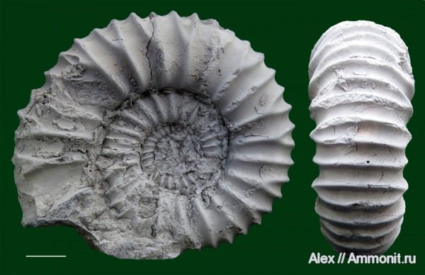 Pavlovia, Pavlovia menneri, зона Dorsoplanites panderi, хлорид аммония