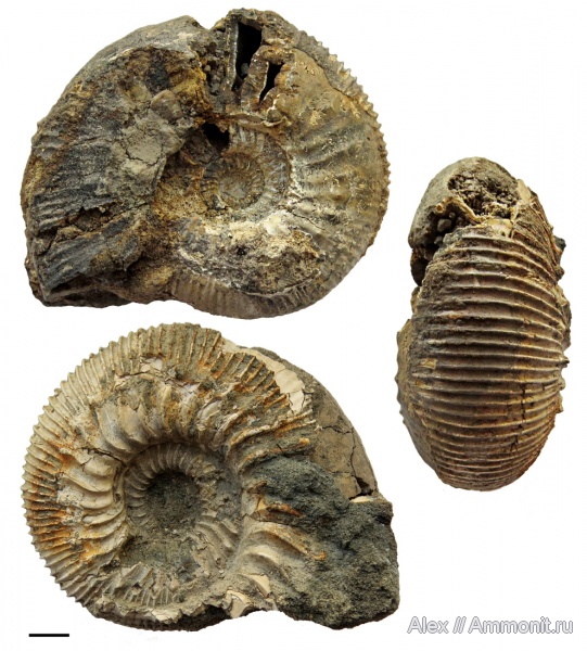 Kepplerites, Kepplerites gowerianus