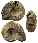 Kepplerites gowerianus из Михайловцемента