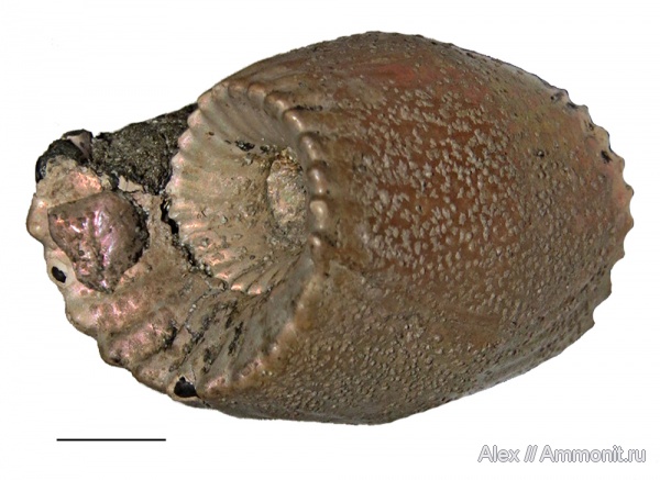Erymnoceras, прижизненные повреждения, forma fenestra, ammonoid sublethal injuries