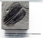 Cornaptychus sanguinolarius