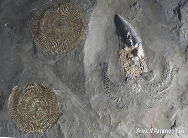 музеи, Dactylioceras, Urwelt Museum Hauff, Passaloteuthis laevigata, Passaloteuthis