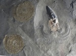 Passaloteuthis laevigata с аммонитами