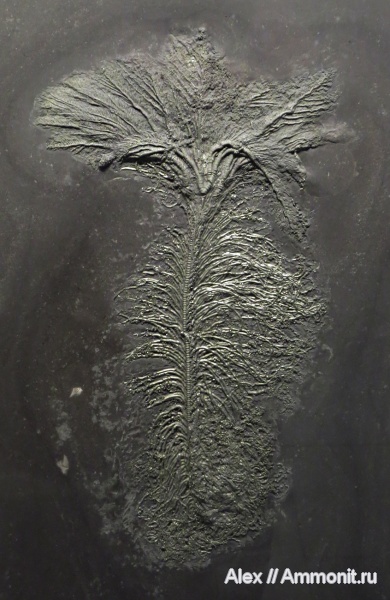 музеи, Holzmaden, Urwelt Museum Hauff, Seirocrinus subangularis, Seirocrinus