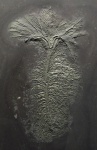 Seirocrinus subangularis