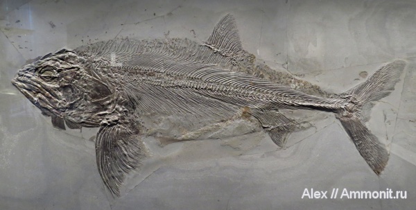 музеи, Urwelt Museum Hauff, Pachycormus, Pachycormus bollensis