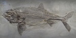 Pachycormus bollensis