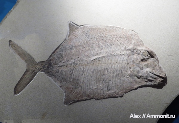 рыбы, музеи, Pycnodontiformes, Pycnodontidae, Proscinetes, Bürgermeister-Müller-Museum