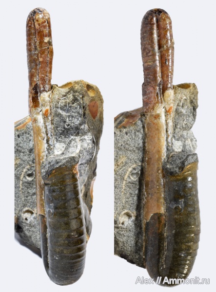 устье, Ptychoceras, Ptychoceras puzosianum