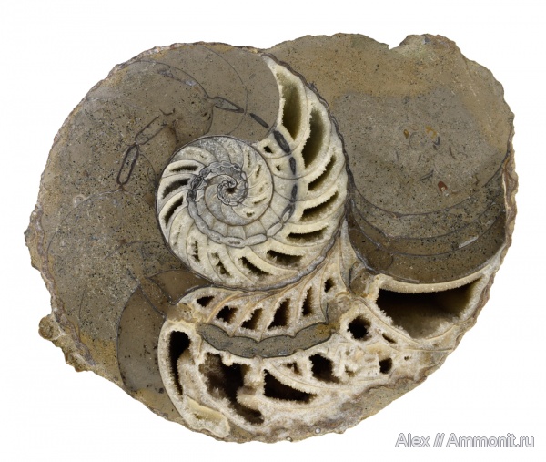 Cymatoceras, Nautilida