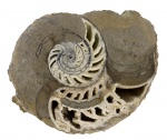 Срез Cymatoceras sp. Срез Cymatoceras sp.